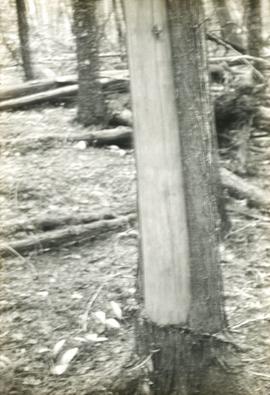 Cedar, stripped of bark by weavers