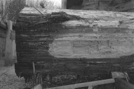 [Close-up of partially stripped log]