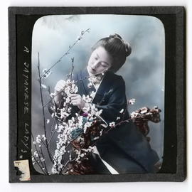 Woman tending cherry blossoms