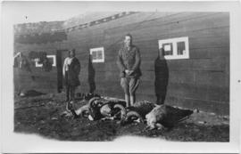 Man standing in front of three dead big horn sheep