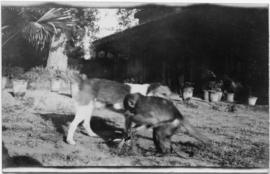 Dog playing with a monkey