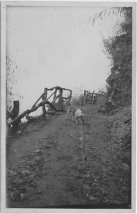 Photo of a dog on a path