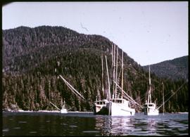 Salmon Trolling boats in Kyuquot Sound