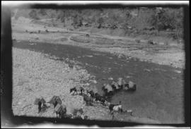 Pack animals crossing a river in the Teesta Valley