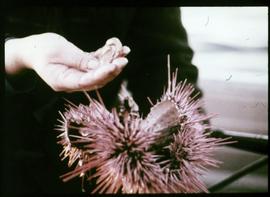 Sea urchin catch