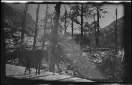 [Unidentified person with horse]