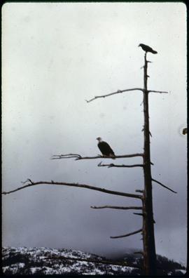 John Kelley, Eagle + Raven, Ketchikan, Alaska