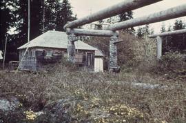 Old longhouse poles, featuring Huxwhukw
