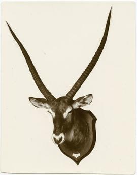 Waterbuck, Cobus [sic] defassa, shot at Kaginga, Lake Albert Edward, 13.x.06 by A[__?]