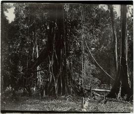 Tree trunks [Upper Mimika, New Guinea]