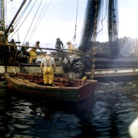 Men raising brailer of fish onto boat