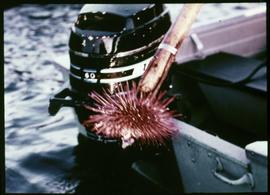 Spearfishing for sea urchins