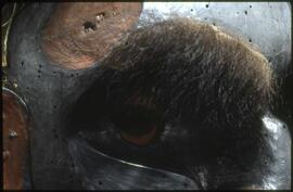 Detail of a Dzunuk'wa mask