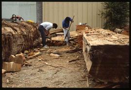 Splitting cedar plank
