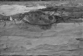 [Close-up of canoe log shaping]