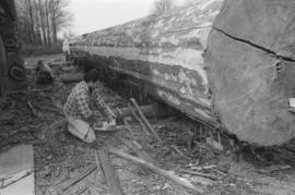 [Ron Tait using saw near canoe log]