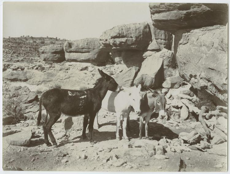 Original digital objects not accessible