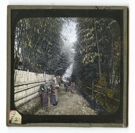 People standing in bamboo grove