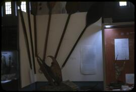 Paddles and model canoes from the "Melanesian Culture" exhibit