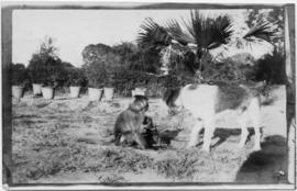 Dog playing with a monkey