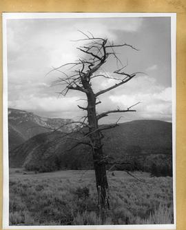 View of tree, valley and mountains