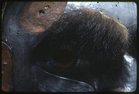 Detail of a Dzunuk'wa mask