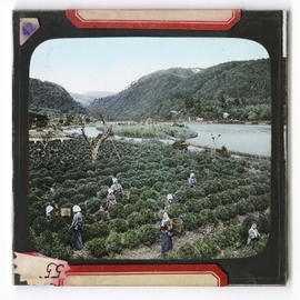 Women working in field by river