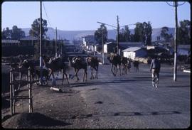 Camels crossing a road