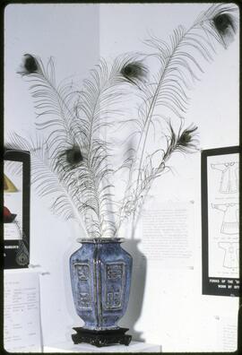 Peacock feathers