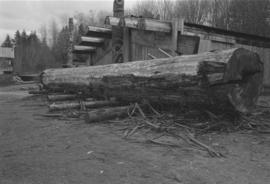 [Wide shot of partially stripped log]